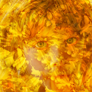 Petals_card