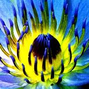 Lilly_centre_card