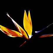 A174_bird_of_paradise__3_card