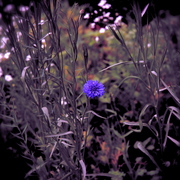 Dsc_1591_card