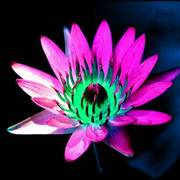 A001lilly_copy_card