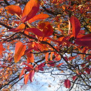 Dsc00052_card