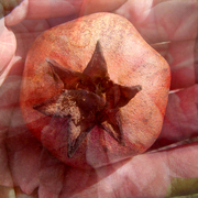 Pomegranate