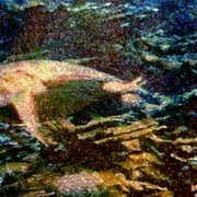 Sea_grass_turtle