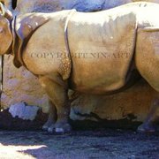 Rhino_card