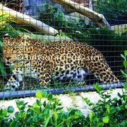 Leopard_card