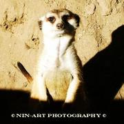 Animal4_card