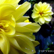 Img_3860_card