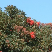Redgreen_card