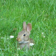 Harvardcollegebabybunny2_card