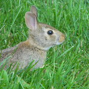 Harvardcollegebabybunny1_card