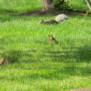 Harvardcollegebabybunnyandsquirrel_card