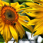 Nature_011_fhdr__medium__card