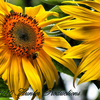 Nature_011_fhdr__medium__thumb
