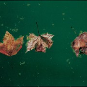Leaves_card
