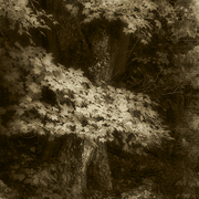 Maple_days_card