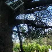 Cat_stuck_in_tree_card