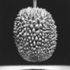 Durian1_thumb