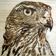 Jastreb7_card