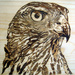 Jastreb7_square
