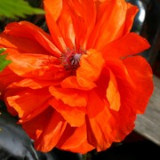 Mein_garten___card