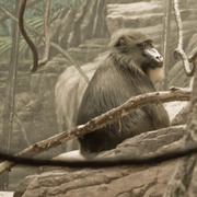 Monkey_for_site_card