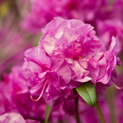 Purple_flowers_for_site_card