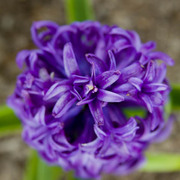 Purple_flower_for_site_card