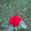 Dustins_rose_thumb