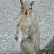 Excuseme_card