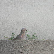 Morningdove2_card