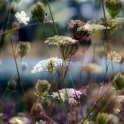 846032-2-natures-palette_watermark_card