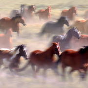 Wild_horses_card