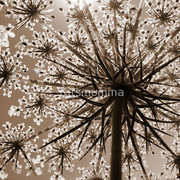 840903-2-just-a-weed_watermark_card