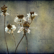 937093-1-remains-of-the-day_watermark_card