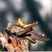 Mating_grasshoppers_card