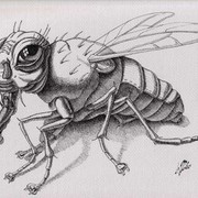 The_fly__23_x_30sm_ink__paper_card