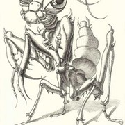 Mantis_religiosa_23_x_30sm_ink__paper_card