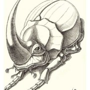 Oryctes_nasicornis__23_x_30sm_ink__paper_card