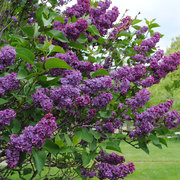 Lilac_card