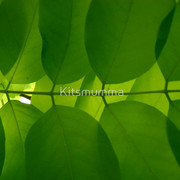 574646-3-symmetry_watermark_card