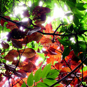 609462-3-enchanted_watermark_card