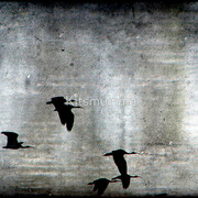 853083-2-fly-by-night_watermark_card