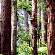 645630-3-coastal-rainforest_watermark_card