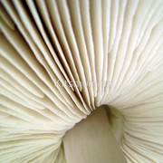 683018-3-wild-mushroom-aka-toadstool_watermark_card