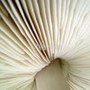 683018-3-wild-mushroom-aka-toadstool_watermark_thumb