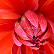 618272-3-i-see-red_watermark_card