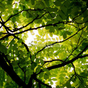 612602-3-acacia_watermark_card
