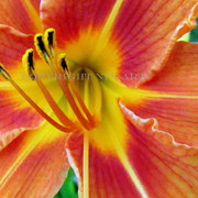 Img_4022_card