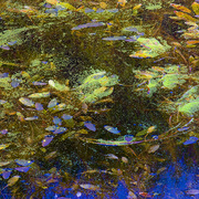 Duckweed_card
